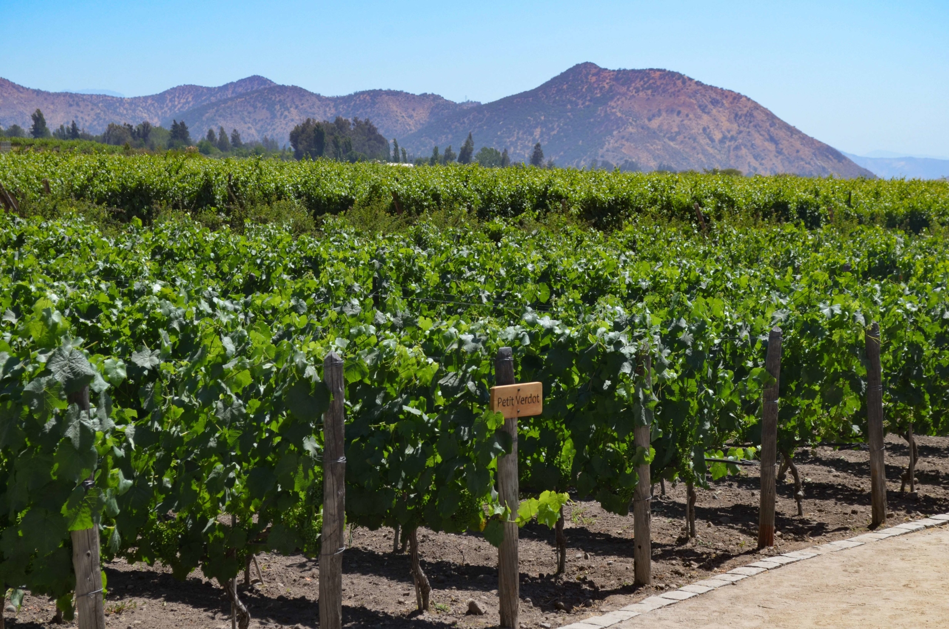 conha-y-toro-vignes-santiago