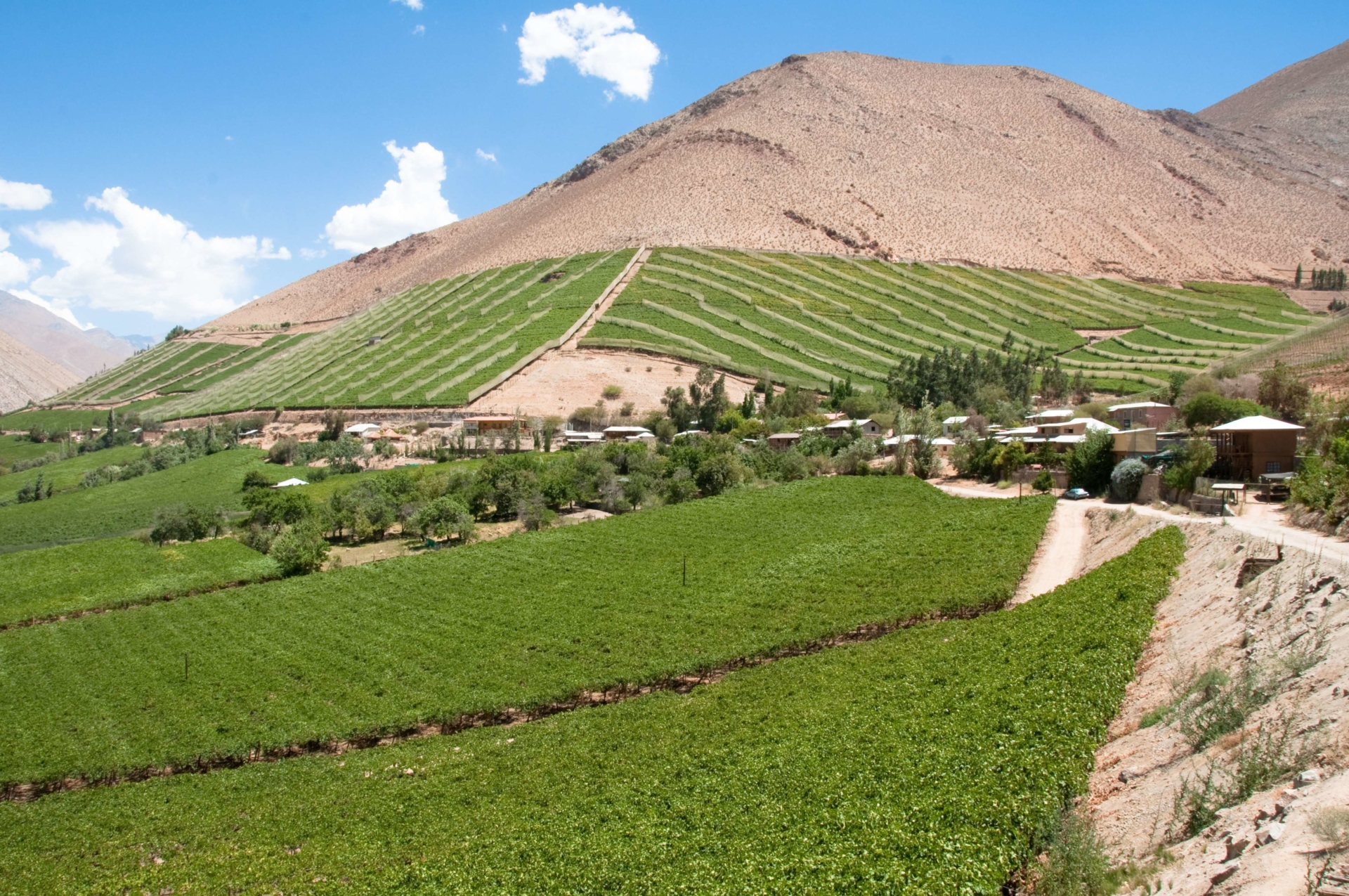 valle-elqui-vignes