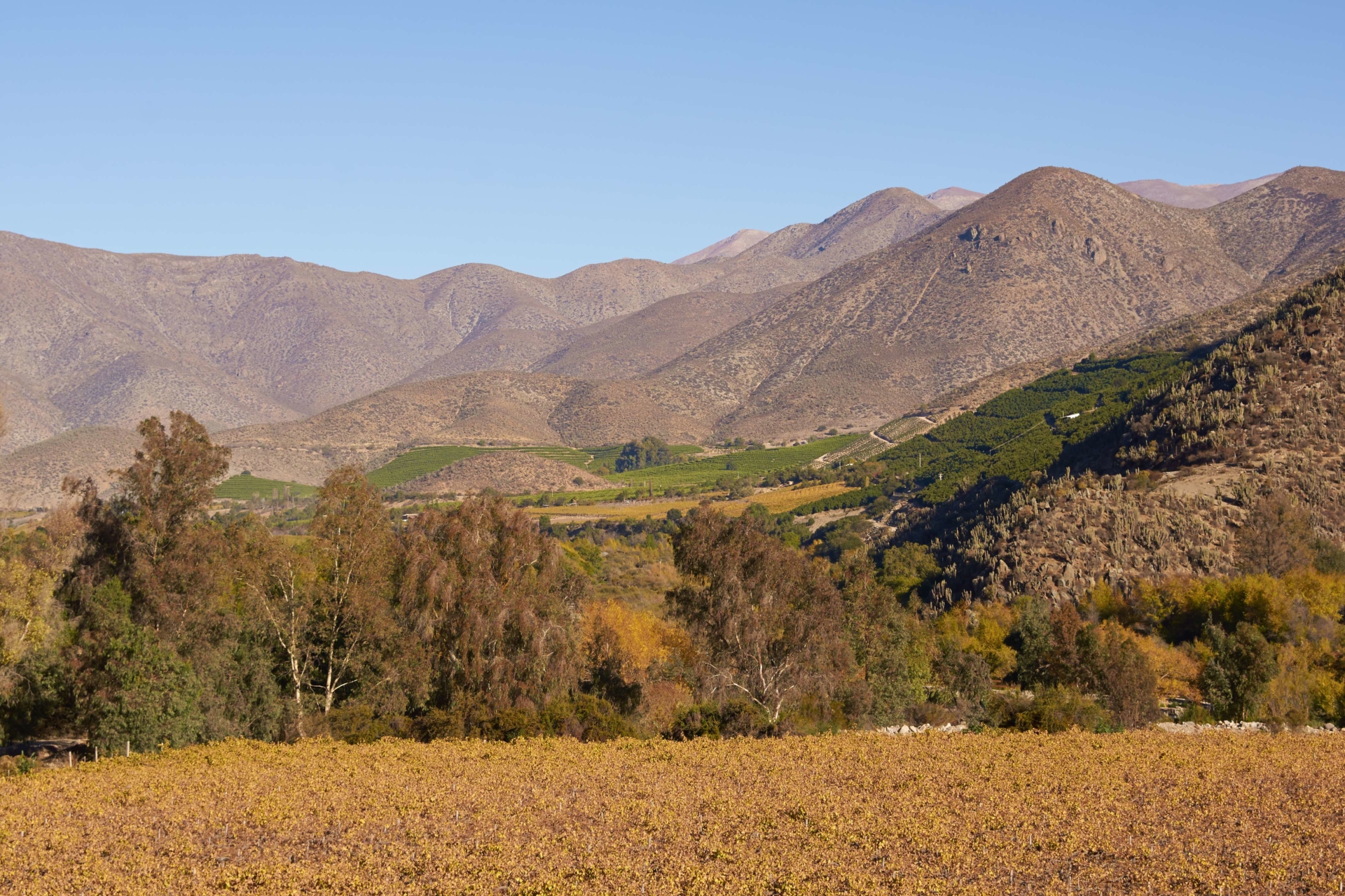 vignes-limari