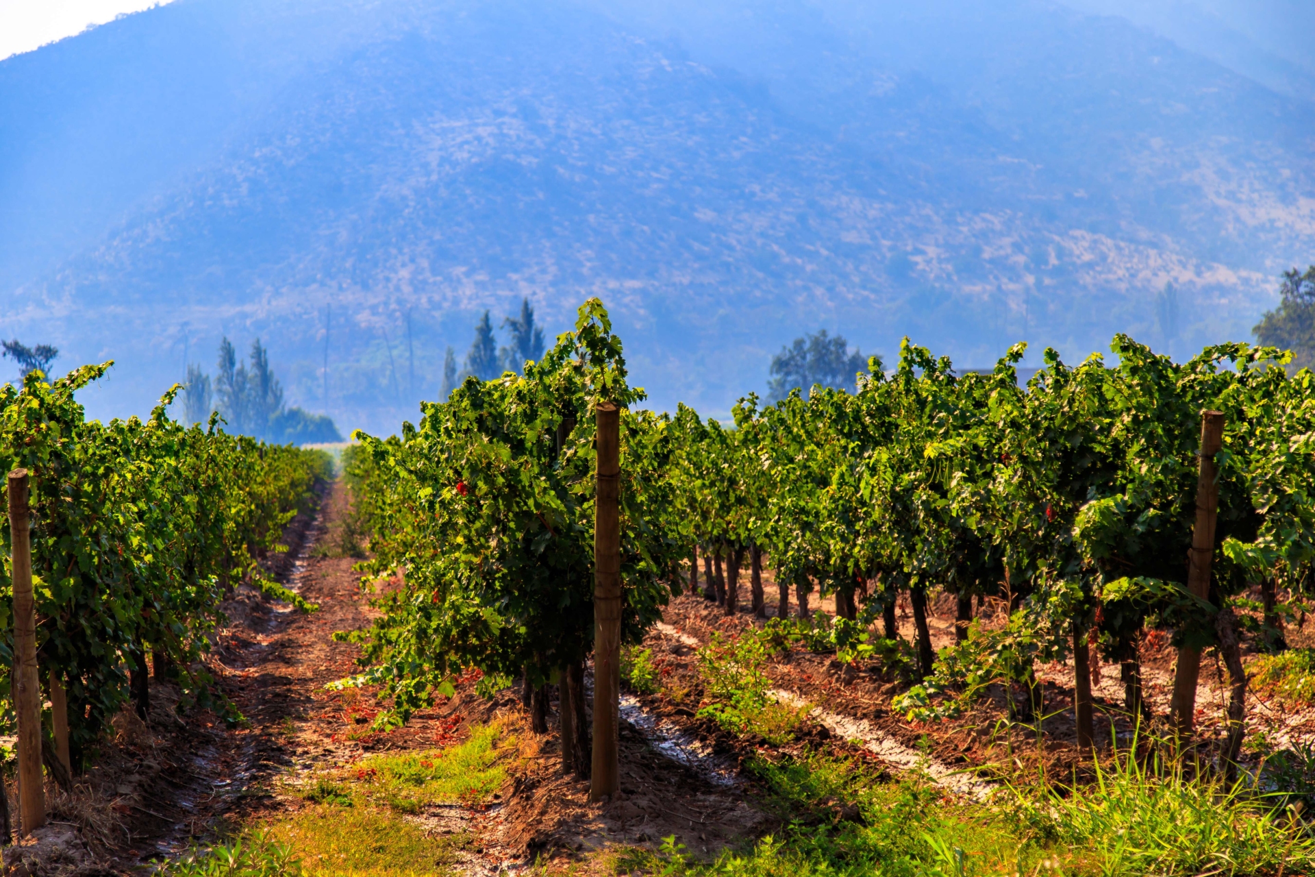 vignes-maipo