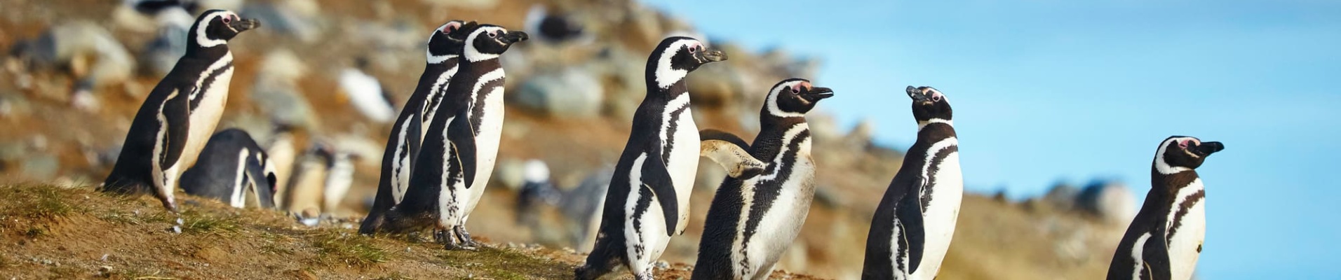 Manchots Magellans dans leur environnement naturel, Patagonie, Chili