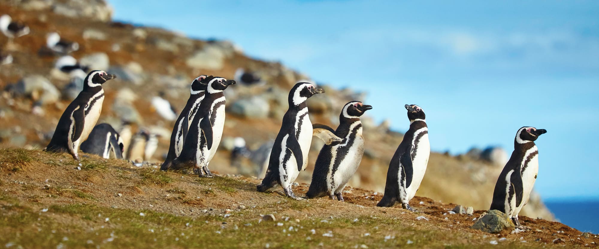Manchots Magellans dans leur environnement naturel, Patagonie, Chili