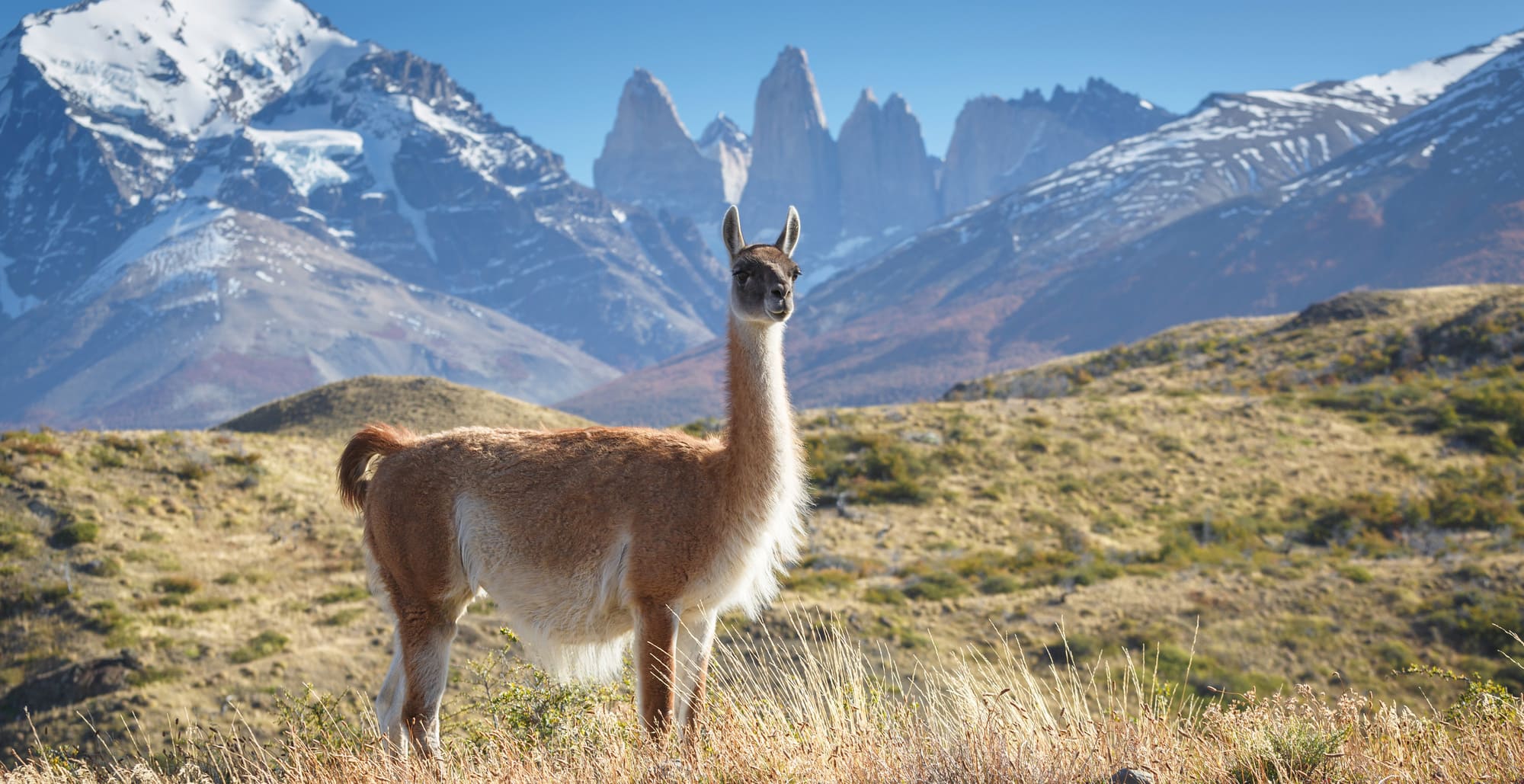 Guanaco dans le parc national de Torres del Paine, Patagonie, Chili