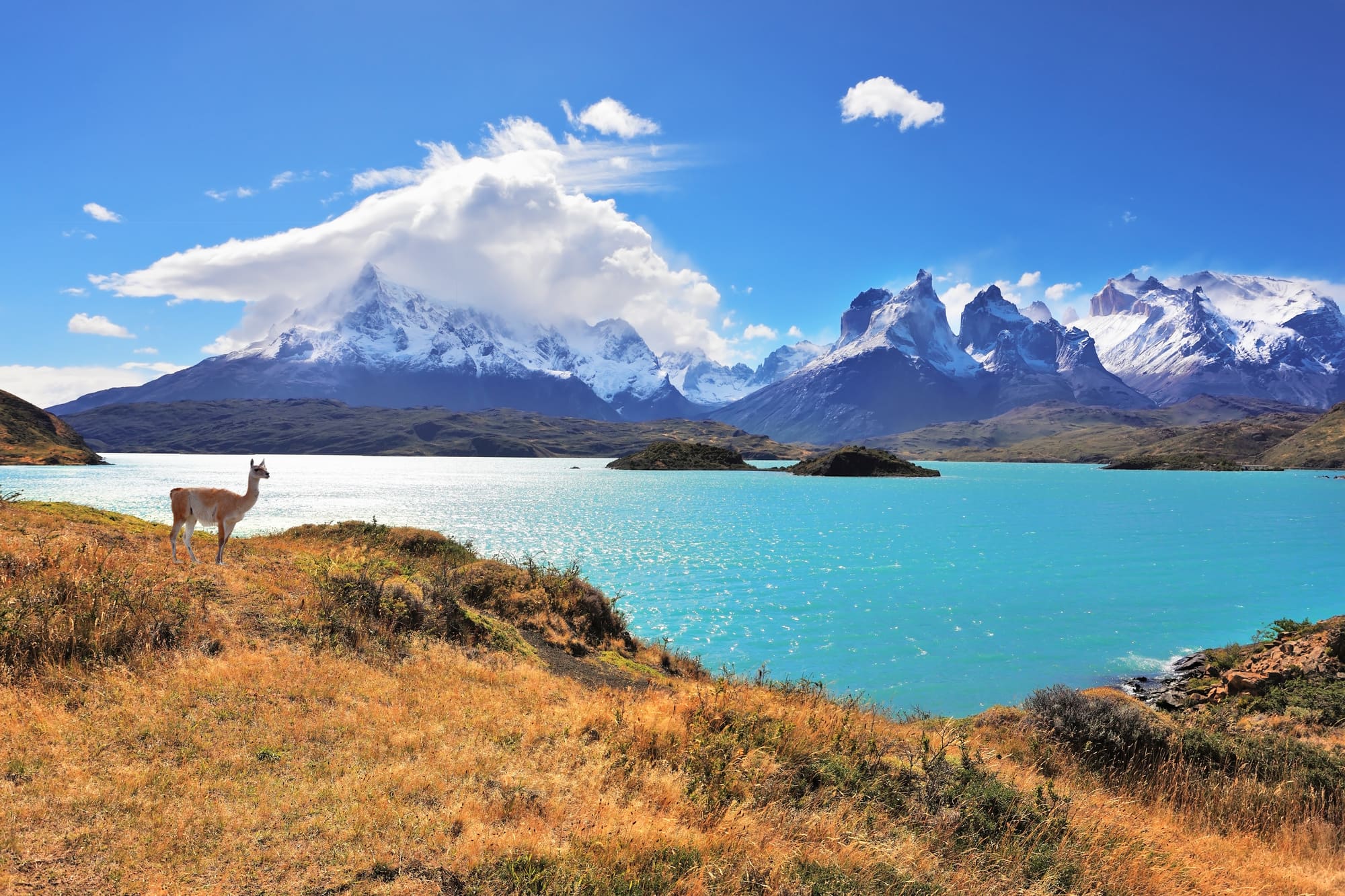 Parc National de Torres del Paine en Patagonie Chilienne. Un beau guanaco se promène au bord du lac Pehoe.