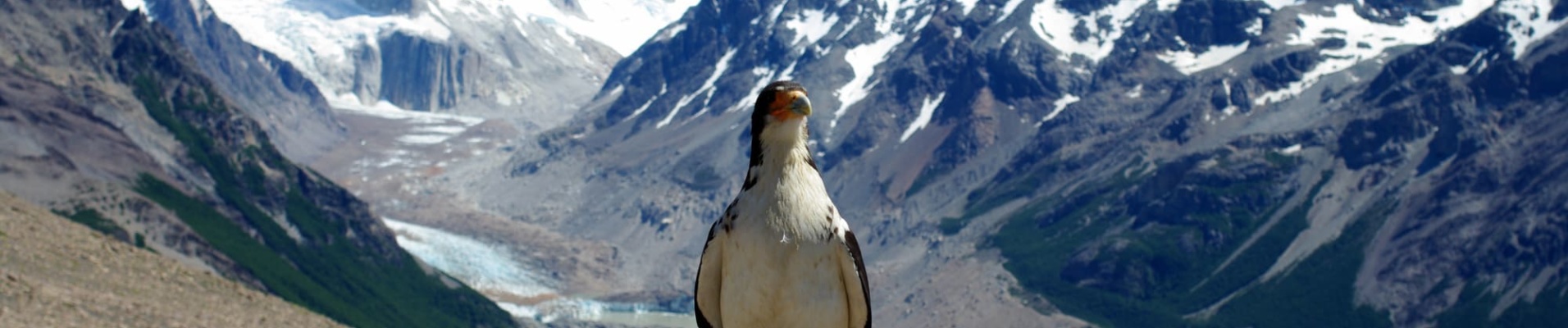 Rapace devant le Fitz Roy, Patagonie. Vol intérieur au Chili.