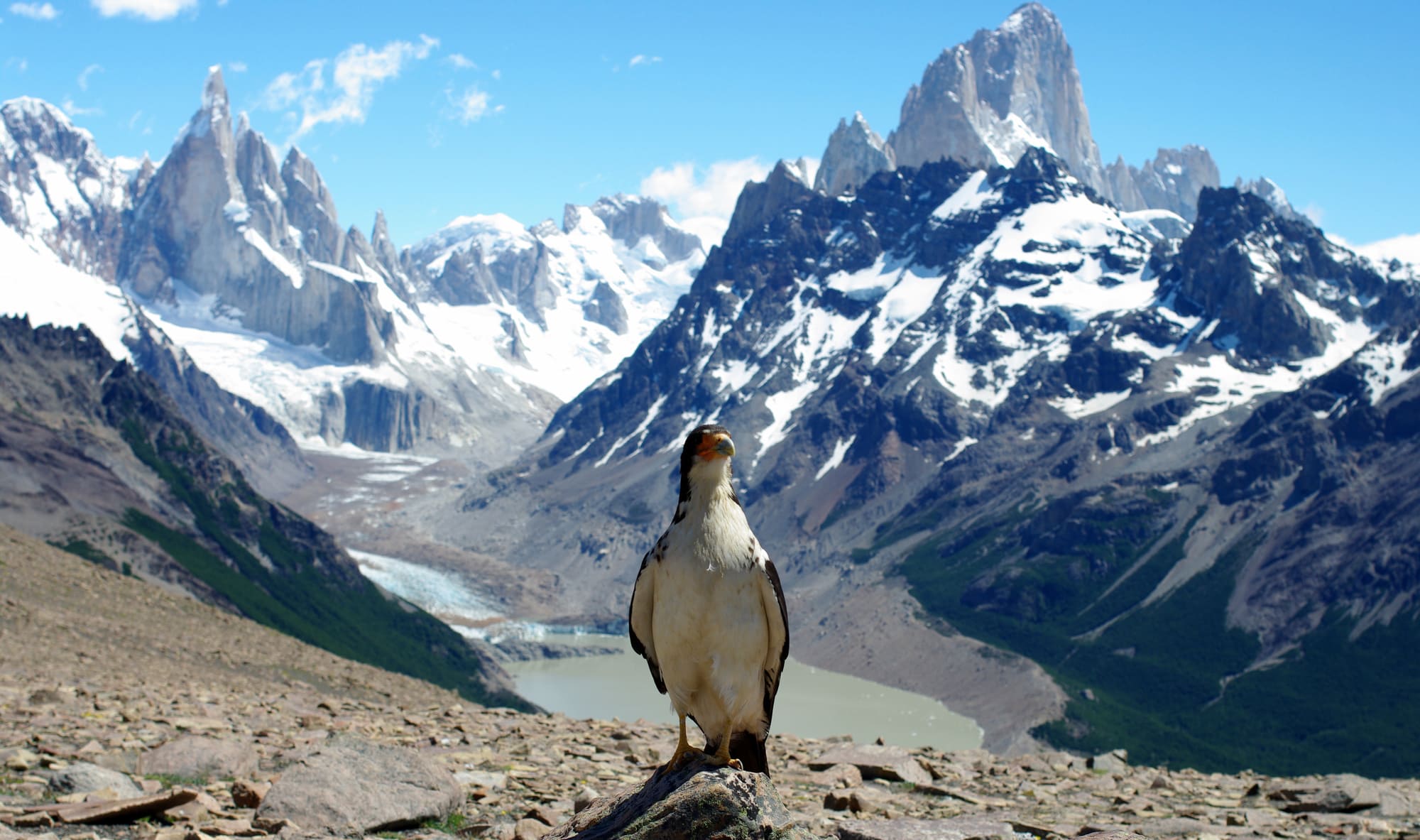 Rapace devant le Fitz Roy, Patagonie. Vol intérieur au Chili.