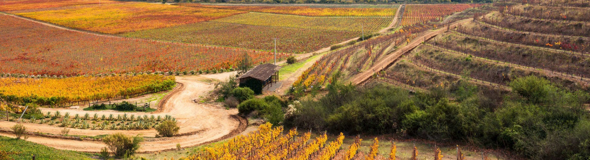 Vignobles au Chili, vallée de Colchagua