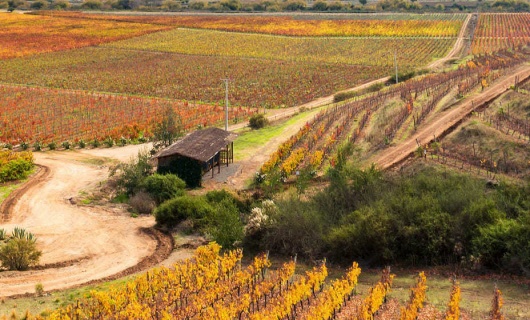 Vignobles au Chili, vallée de Colchagua