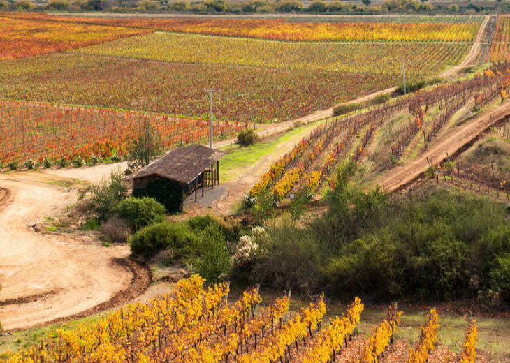 Vignobles au Chili, vallée de Colchagua