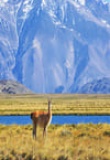 Perito Moreno, Parc National, Argentine, Patagonie