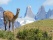 guanaco