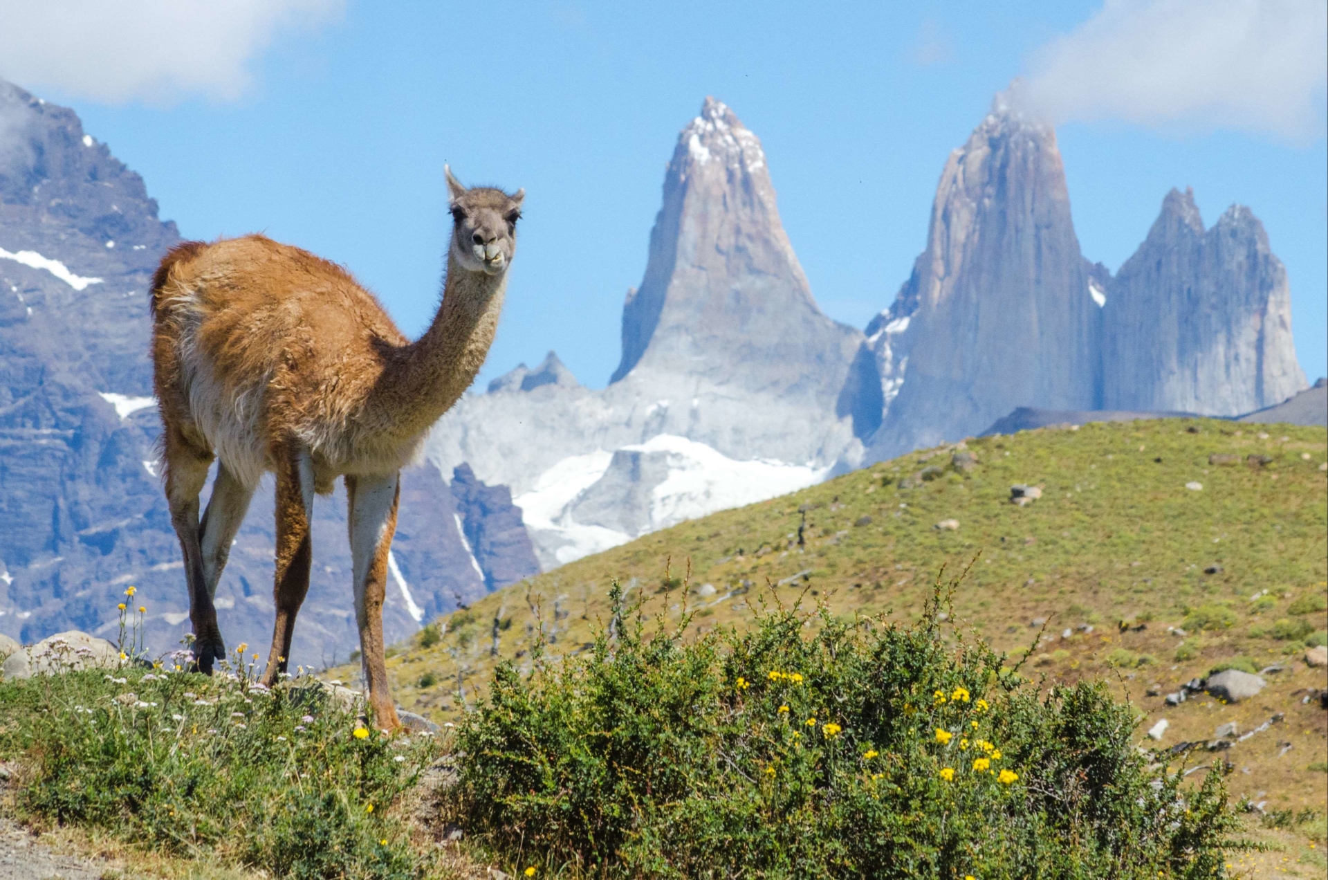 guanaco