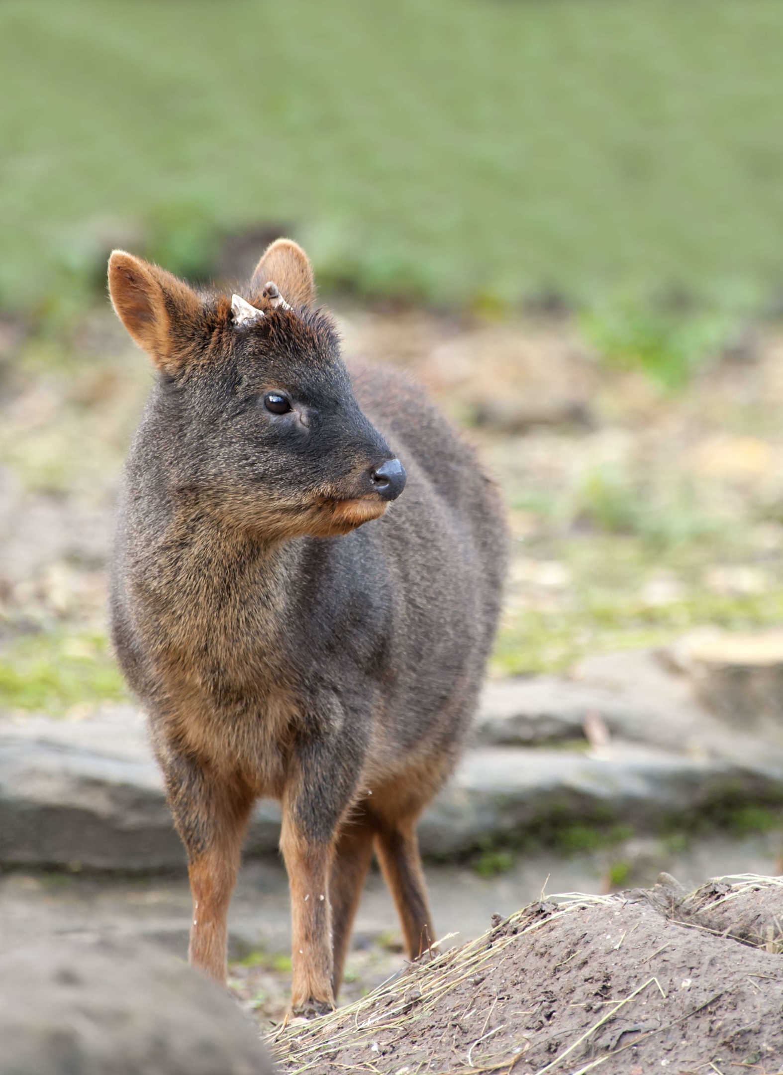pudu