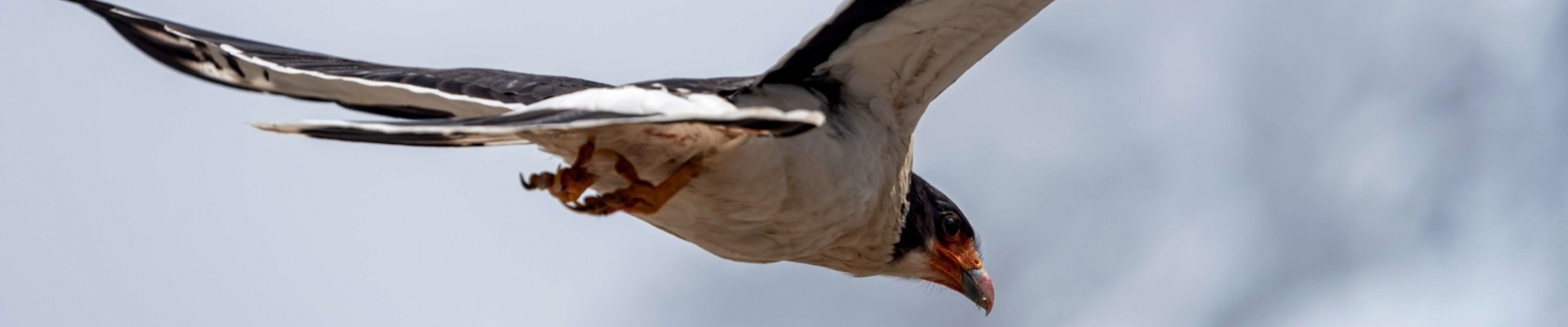 rapace-patagonie