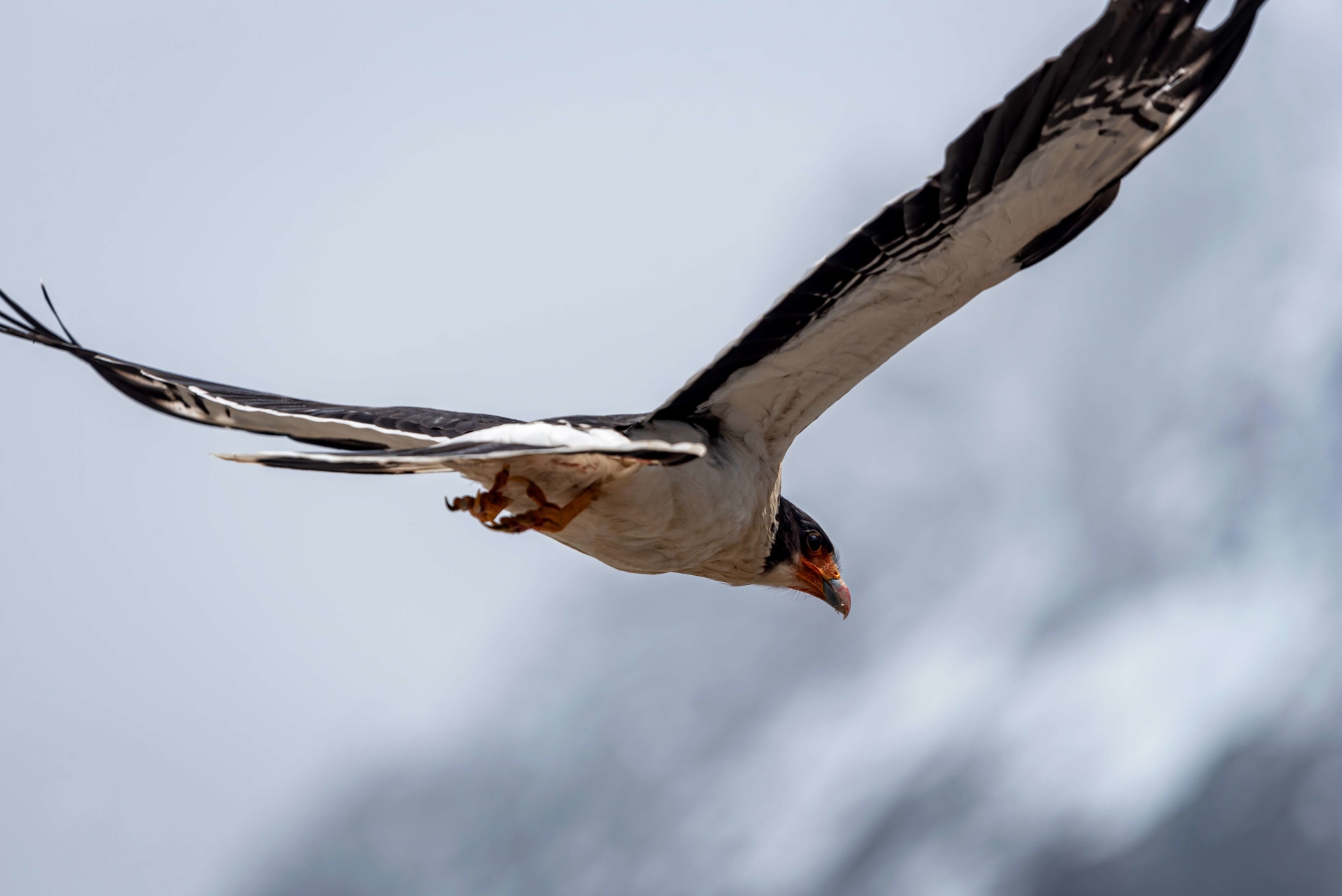rapace-patagonie