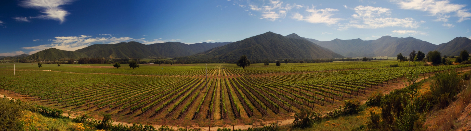 vignes-chili