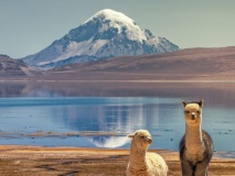 Alpagas, Parc national Lauca