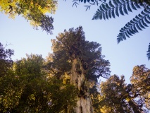 Arbres, parc naturel de Pumalin