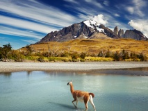 Guanaco, parc Torres del Paine