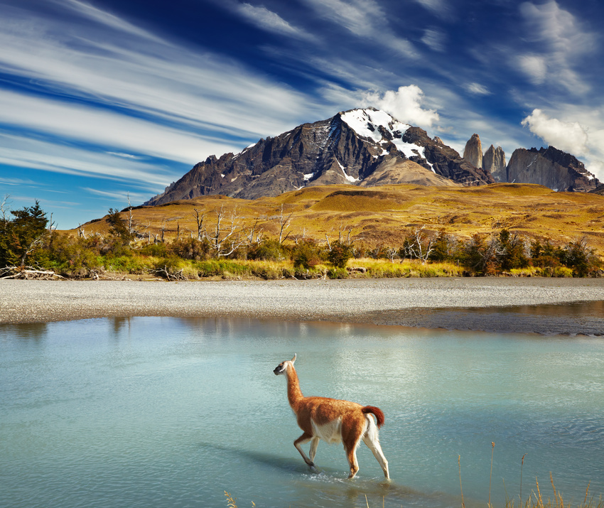 Guanaco, parc Torres del Paine