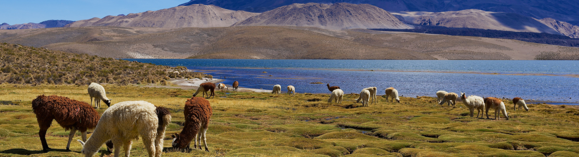 Lac Chungara et volcan Parinacota, Lauca