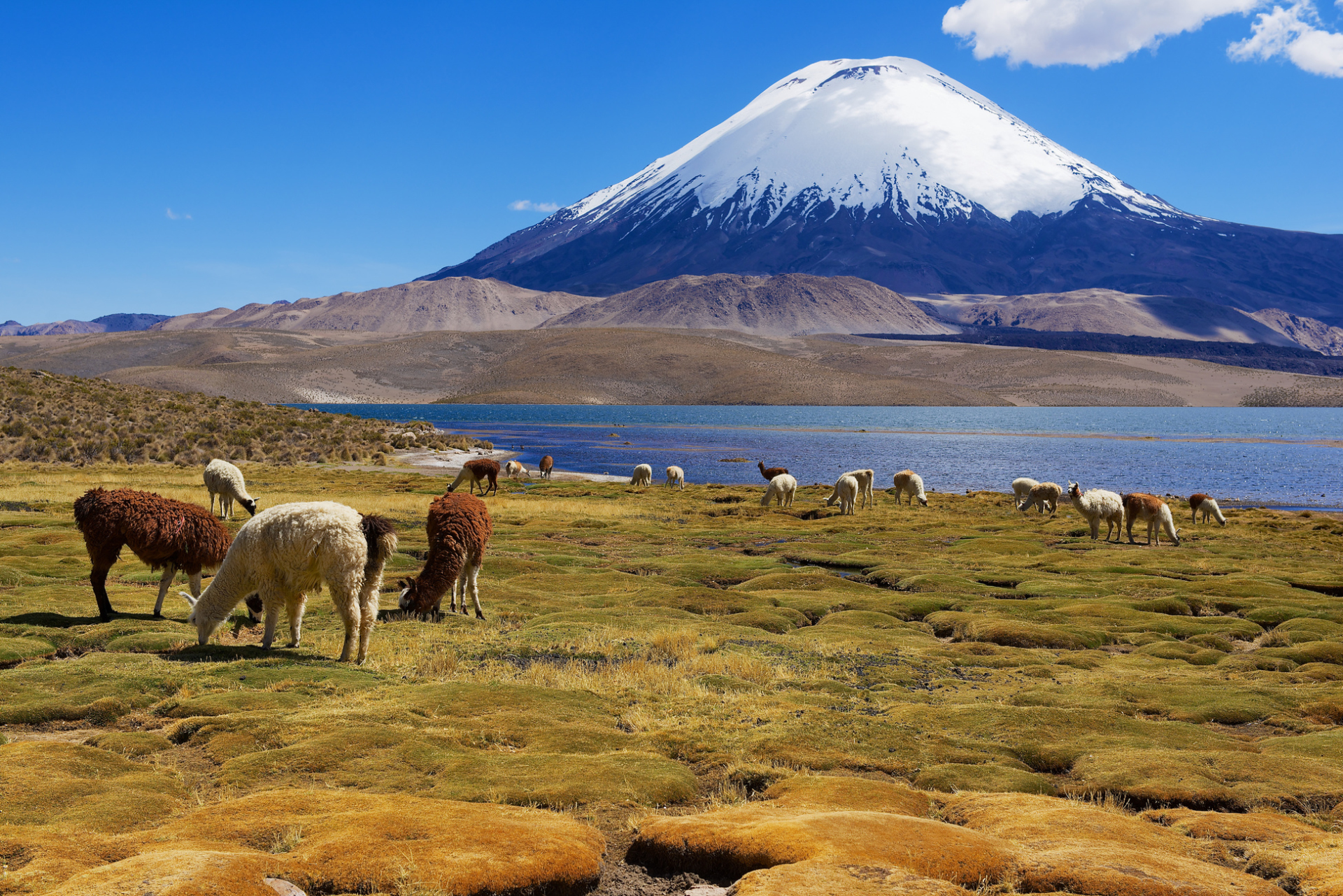Lac Chungara et volcan Parinacota, Lauca