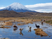 Volcan Parinacota, parc Lauca, Chili