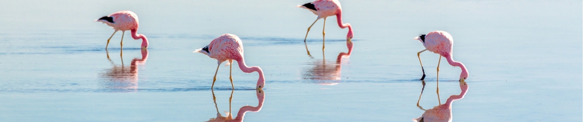 Groupe flamants roses, laguna Chaxa, Chili