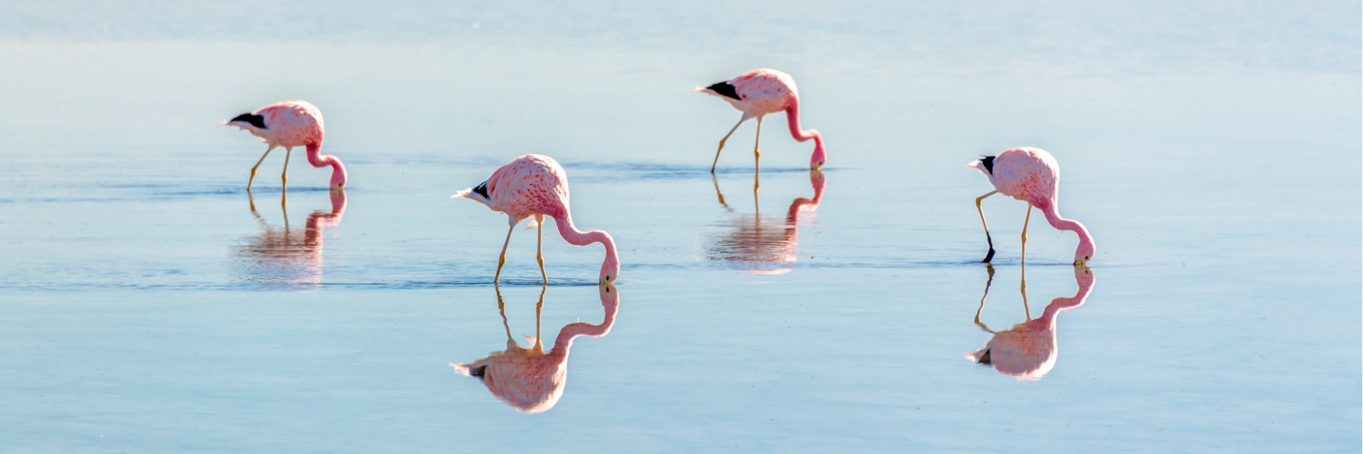 Groupe flamants roses, laguna Chaxa, Chili