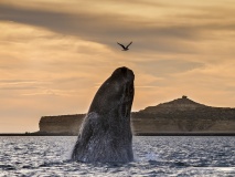Baleine australe, Puerto Madryn