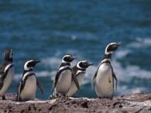 Manchots, Puerto Madryn