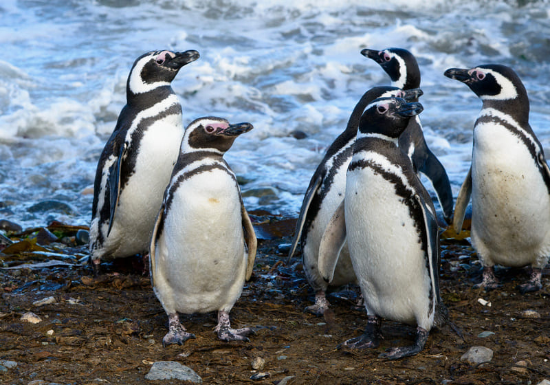 Pingouins de Magellan