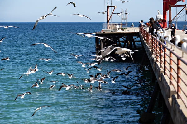 the fish market at Valparaiso